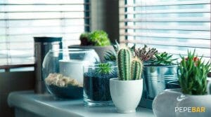 plantas decorar local hosteleria